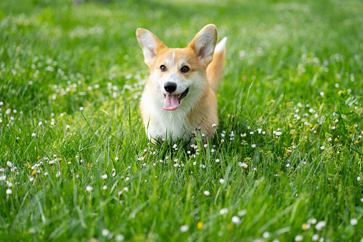 A close-up of Pembroke Welsh Corgi dog playing in a public park in spring