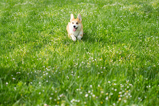 A Pembroke Welsh Corgi dog running happy on a meadow in spring time