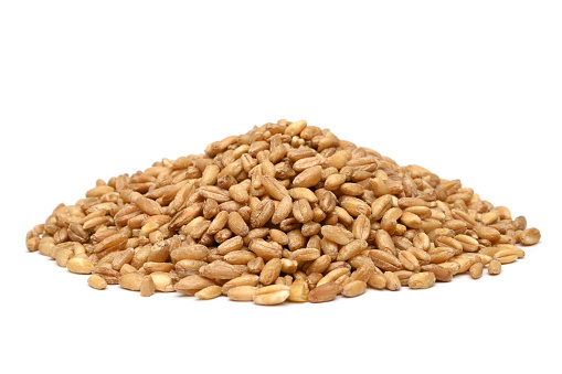 Emmer wheat (hulled wheat) on white background