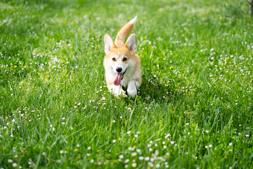 A Pembroke Welsh Corgi dog running happy on a meadow in spring time