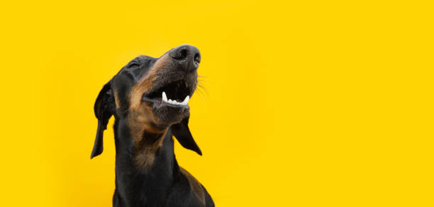 istock Happy dog smiling with happy expression.. Isolated on yellow colored background 1396438323