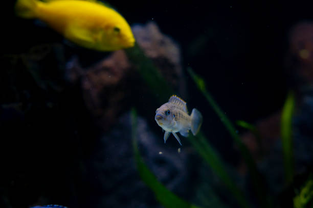 istock Cichlid colorful fish in aquarium 1396438434