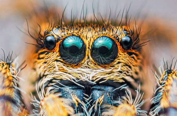 istock Spider portrait, jumping spider portrait - Pellenes tripunctatus 1396439064