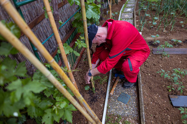 istock Man building a trellis for vines plants 1396439582