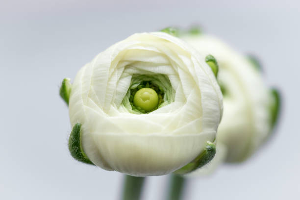 Closeup of white ranunculus for background, beautiful spring flower, macro.
