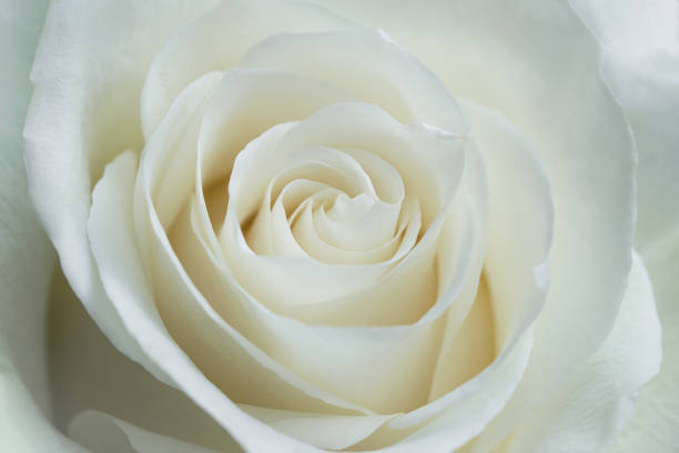 istock White rose flower blooming, top view close up. 1396440644