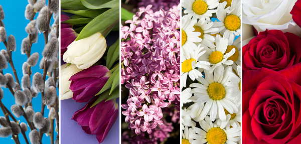 Flowers collage. A set of images with flowers. Close-up.