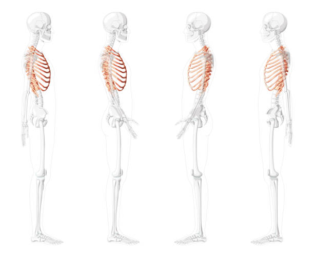 Set of Rib cages Skeleton Human side lateral view with partly transparent skeleton position. Anatomically correct realistic flat natural color concept Vector illustration isolated on white background Set of Rib cages Skeleton Human side lateral view with partly transparent skeleton position. Anatomically correct realistic flat natural color concept Vector illustration isolated on white background sternum stock illustrations