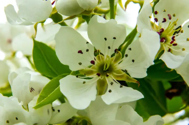Flowering cherry at spring closeup