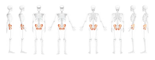 ilustrações de stock, clip art, desenhos animados e ícones de set of skeleton pelvis hip bone human front back side view with partly transparent bones position. 3d realistic flat natural color concept vector illustration of anatomy isolated on white background - human bone the human body healthcare and medicine human skeleton