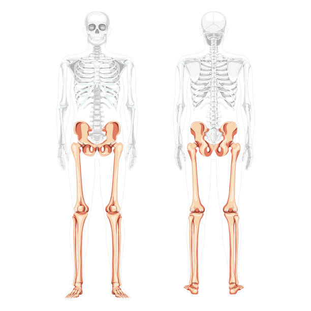 скелет нижние конечности человеческий таз с ногами, бедра стопы, лодыжки спереди вид сзади с частично прозрачным телом. анатомически прави� - anatomy the human body human bone white background stock illustrations