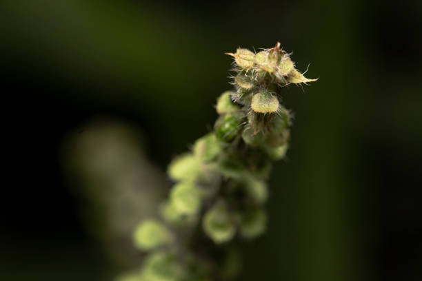 istock close up pest plant 1396442281