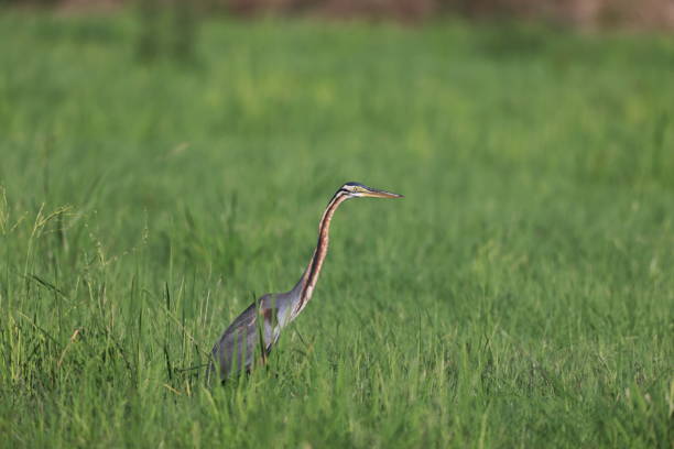 Purple Heron. Ardea purpurea.