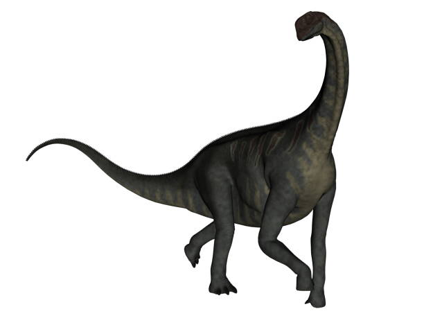 Jobaria dinosaur walking - 3D render stock photo
