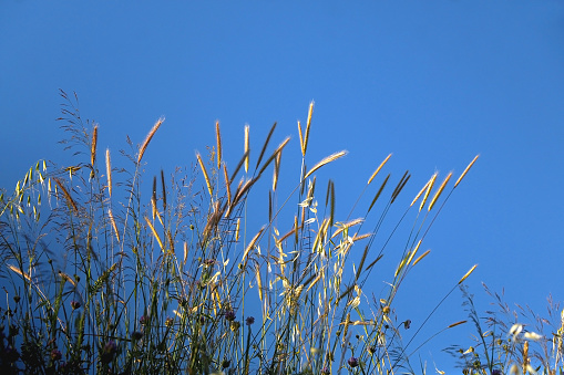 Wild plants in the meadow and bright blue sky. Selective focus.