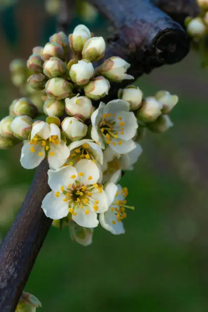 Cherry blossoms on a branch close-up in the garden in spring
