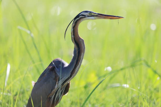 istock Purple heron  in Borneo island,Malaysia 1396445824