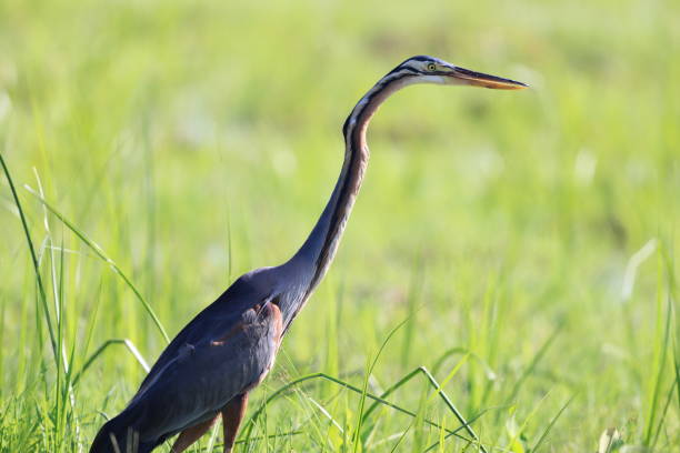 Purple heron  in Borneo island,Malaysia