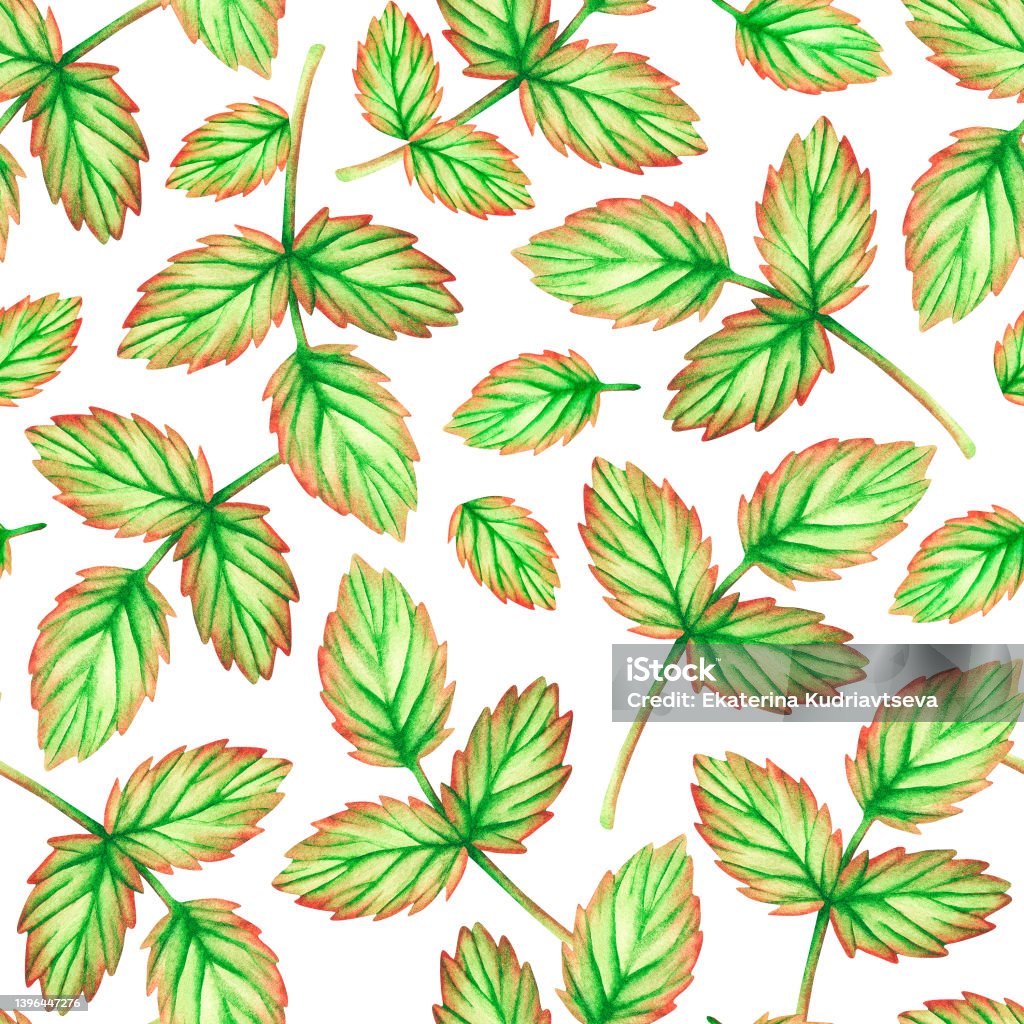 Pattern Flyleaf Leaf Seamless Pattern Watercolor Illustration Isolated On A White ...