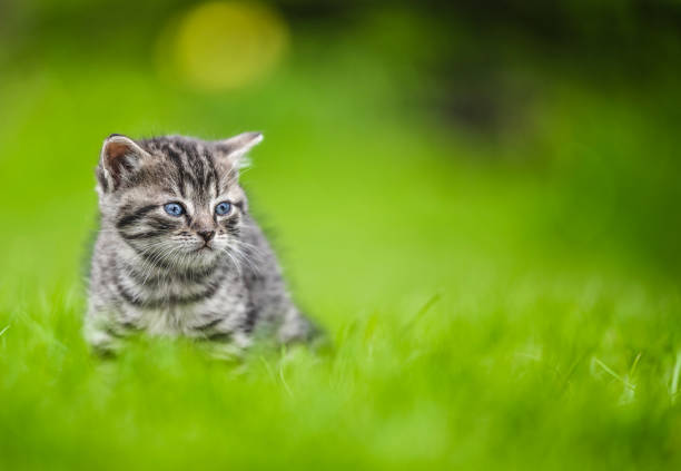 istock Cute Kitten on green grass background 1396447494