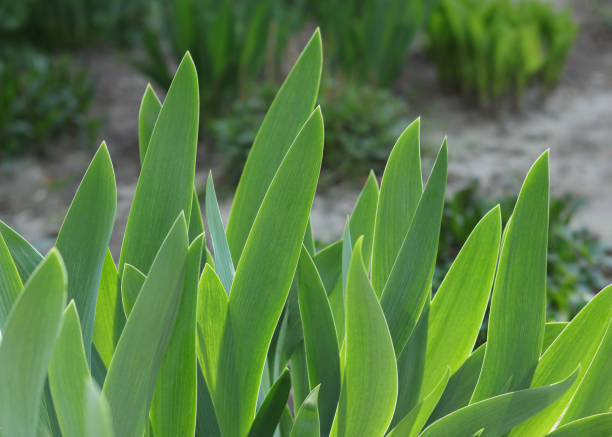 Spring background with place for text. Blurred natural green background. Iris stems. Green Leaves background. Iris leaves. Amaryllis meadow. Flower garden. Leaves of Iris .