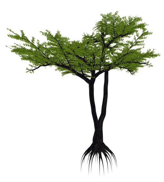 istock Umbrella thorn acacia tree, a. or vachellia tortilis - 3D render 1396447785
