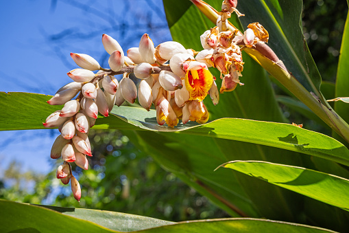 Flower of a shell ginger plant Alpinia Zerumbet. The plant is used for food and traditional medicine. This flower is found in a public park in Santa Cruz which is the main city on the Spanish Canary Island Tenerife