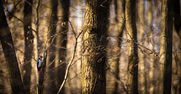 Great spotted woodpecker (Dendrocopos major)