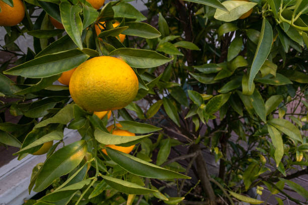 istock Single ripe mandarin amid lush green foliage 1396448821