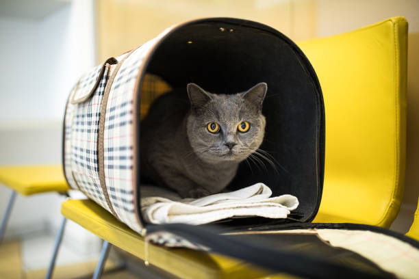 cat in a veterinary clinic - vet domestic cat veterinary medicine stethoscope imagens e fotografias de stock