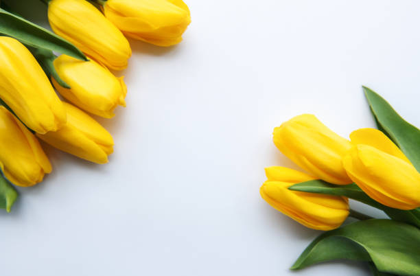 istock Delicate yellow tulips on white background 1396448858