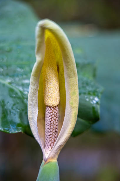 istock Flower of a peace lily 1396449102