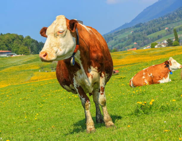 istock Fribourg cow resting, Switzerland 1396449144