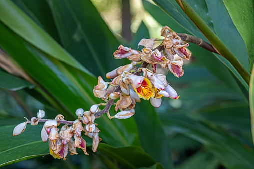 Close up of white echium flowers in bloom