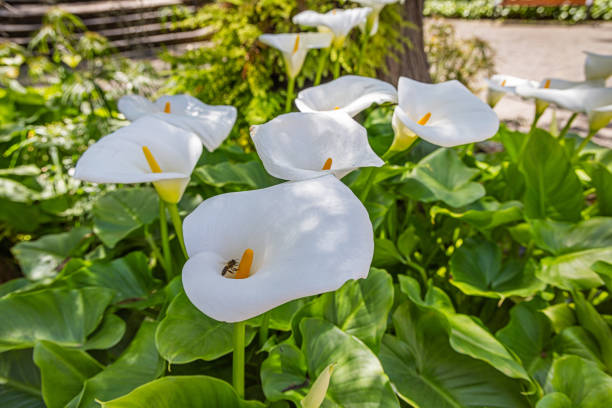 lírio-de-calla branco - lily calla lily flower single flower - fotografias e filmes do acervo