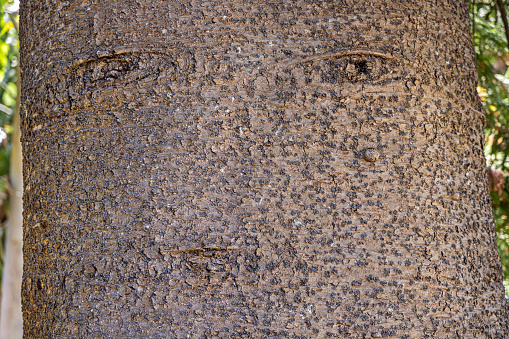 Tree trunk with natural markings which makes it look like a human face, seen in a public park in Santa Cruz which is the main city on the Spanish Canary Island Tenerife