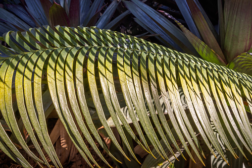 Rough leaf of a palm tree in a public park in Santa Cruz which is the main city on the Spanish Canary Island Tenerife
