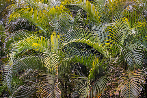 Pygmy Date Palm (Phoenix roebelenii) in the garden.