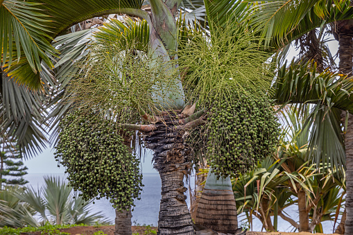 Fruits on a palm tree in a public park in Santa Cruz which is the main city on the Spanish Canary Island Tenerife