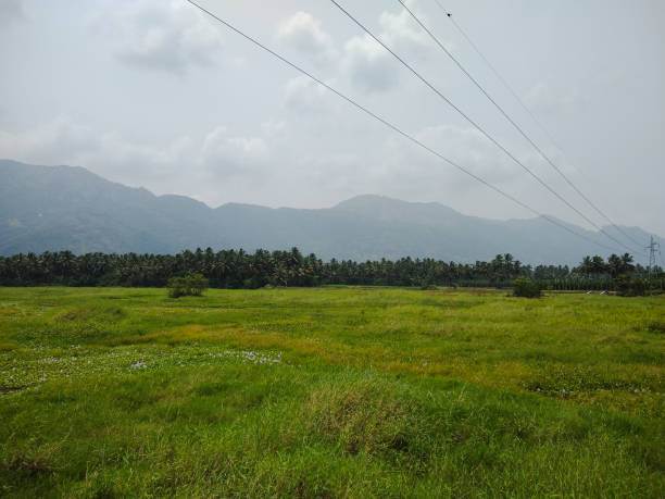 Green meadows and Western ghats mountain range, Tamil Nadu, India