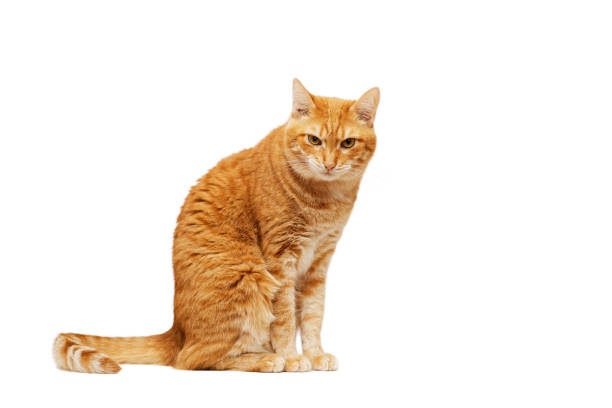 istock Ginger cat sitting sideways and looking into the camera. Isolated on white. 1396451996