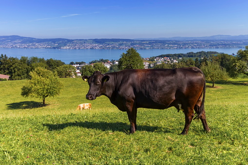 Brown cow in a meadow in front of Zurich lake by beautiful day, Switzerland