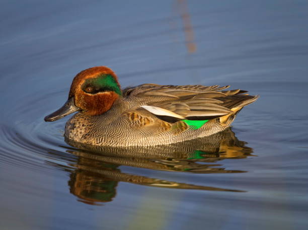 istock Eurasian teal or common teal, anas crecca 1396452525