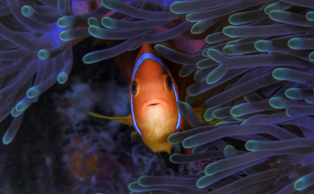 Clown fish in anemone Clown fish in anemone symbiotic relationship stock pictures, royalty-free photos & images