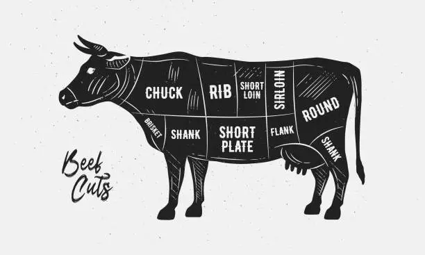 Vector illustration of Cuts of Beef. Butcher Diagram, scheme, chart. Cow sketch silhouette isolated on white background. Vintage Poster for butcher shop, barbecue. Vector illustration