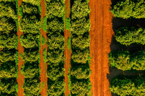 Rows of green orange trees. Overhead view Rows of green orange trees. Overhead view orchard photos stock pictures, royalty-free photos & images