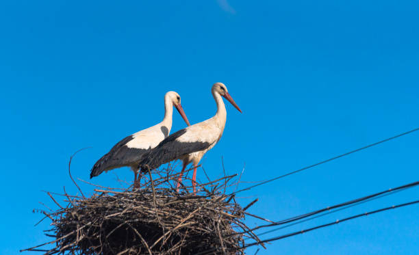 istock Pair of storks in the nest 1396454990