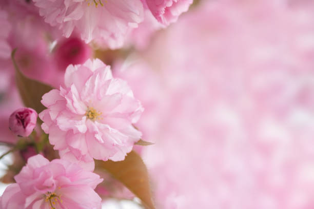 istock Blossoming sakura tree, pink flower buds close-up. Cherry. Floral spring background 1396455311