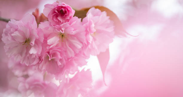 istock Blossoming sakura tree, pink flower buds close-up. Cherry. Floral spring background 1396455319