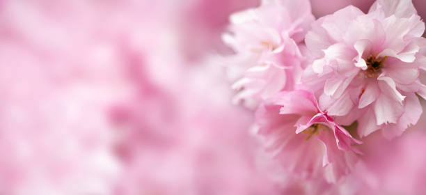 istock Blossoming sakura tree, pink flower buds close-up. Cherry. Floral spring background. Copy space 1396455323